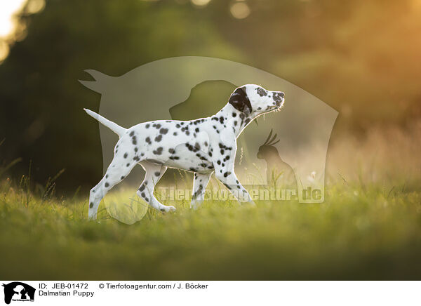 Dalmatian Puppy / JEB-01472