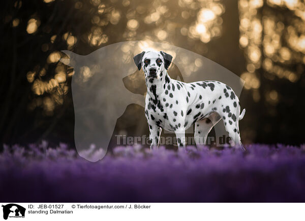 stehender Dalmatiner / standing Dalmatian / JEB-01527