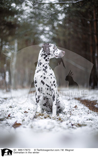 Dalmatiner im Winter / Dalmatian in the winter / MW-17873