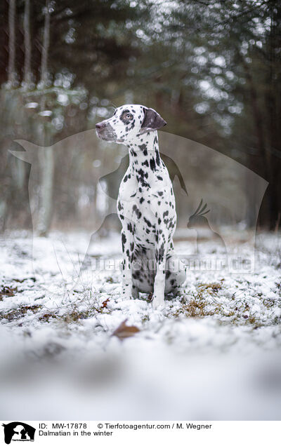Dalmatiner im Winter / Dalmatian in the winter / MW-17878