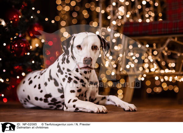 Dalmatiner an Weihnachten / Dalmatian at christmas / NP-02085