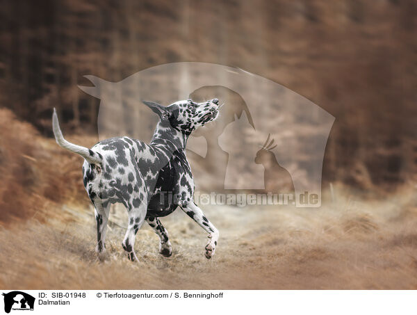 Dalmatiner Hndin / Dalmatian / SIB-01948