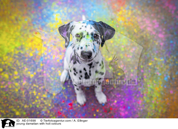 junger Dalmatiner in Holifarben / young damatian with holi colours / AE-01698