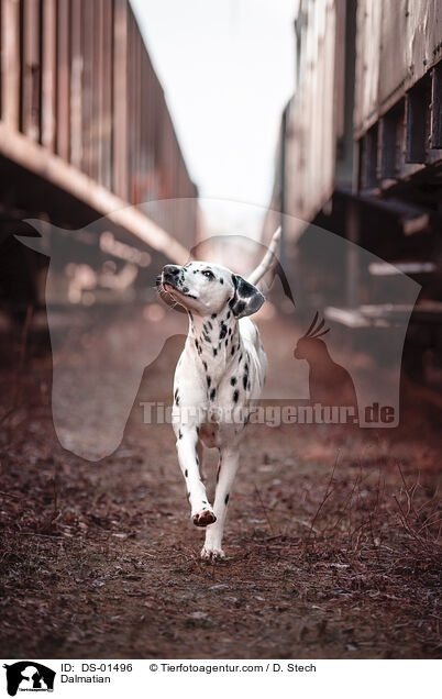 Dalmatiner / Dalmatian / DS-01496