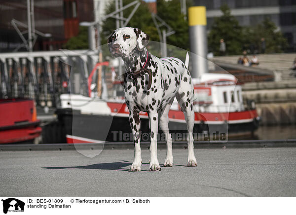 stehender Dalmatiner / standing Dalmatian / BES-01809