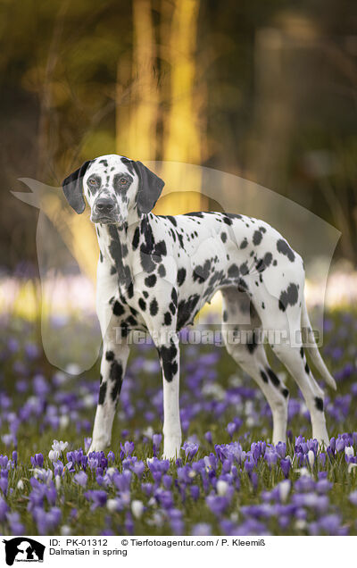 Dalmatiner im Frhjahr / Dalmatian in spring / PK-01312