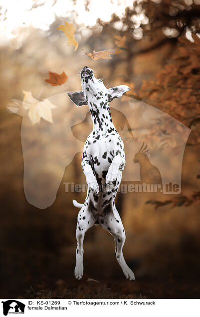 female Dalmatian / KS-01269