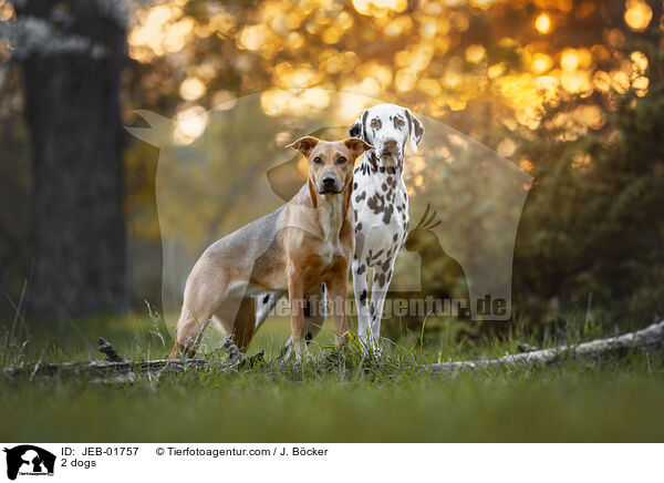 2 dogs / JEB-01757