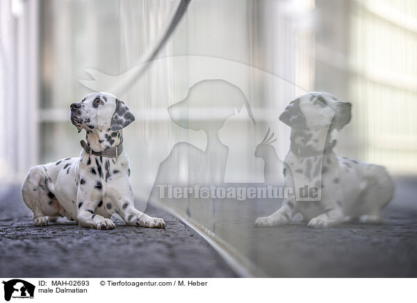Dalmatiner Rde / male Dalmatian / MAH-02693