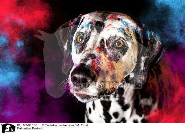 Dalmatiner Portrait / Dalmatian Portrait / MT-01560