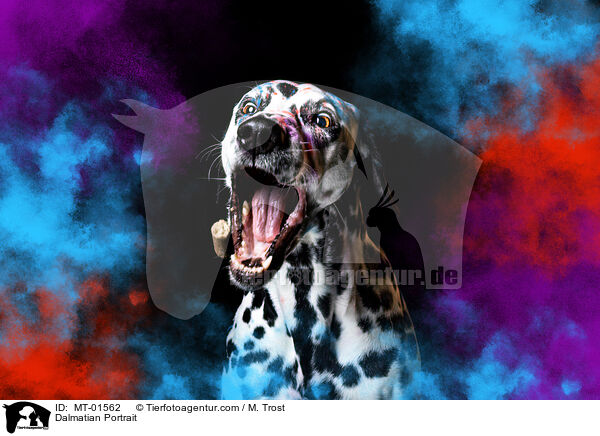 Dalmatiner Portrait / Dalmatian Portrait / MT-01562