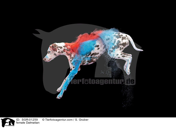 Dalmatiner Hndin / female Dalmatian / SGR-01259