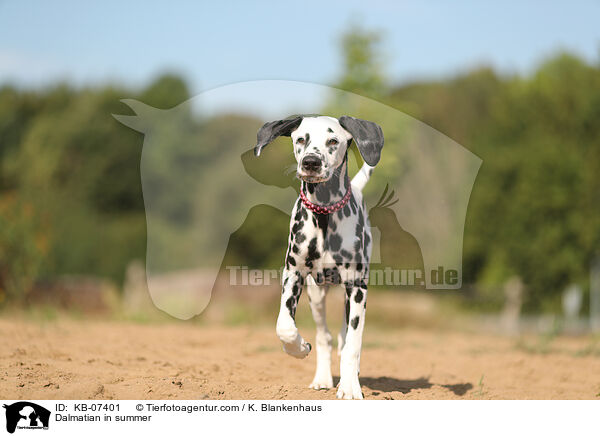 Dalmatian in summer / KB-07401