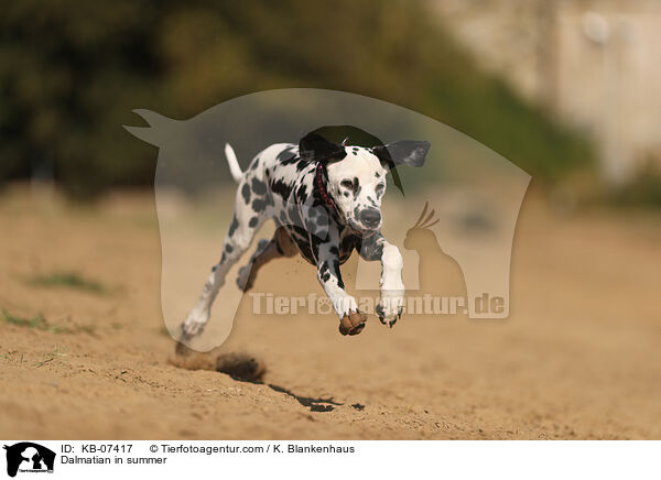 Dalmatiner im Sommer / Dalmatian in summer / KB-07417