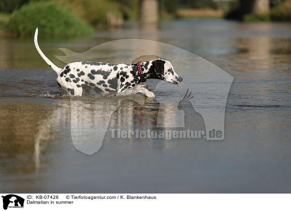 Dalmatian in summer / KB-07428