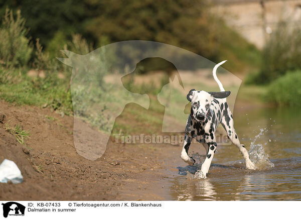 Dalmatian in summer / KB-07433