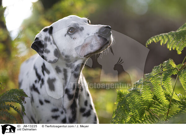 alter Dalmatiner / old Dalmatian / JM-13225