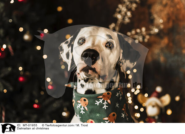 Dalmatiner an Weihnachten / Dalmatian at christmas / MT-01955