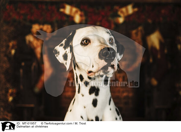 Dalmatiner an Weihnachten / Dalmatian at christmas / MT-01957