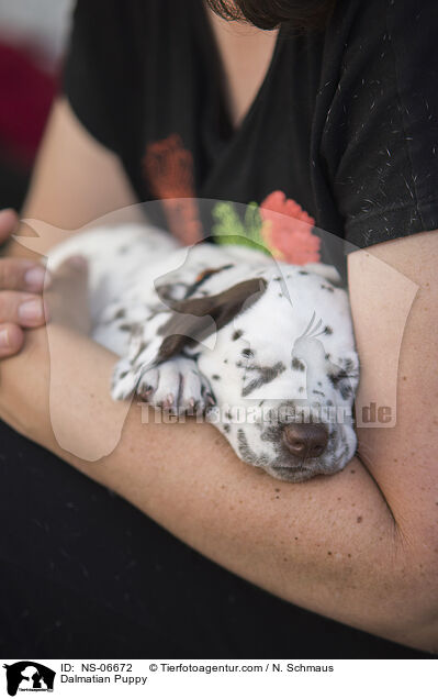 Dalmatian Puppy / NS-06672