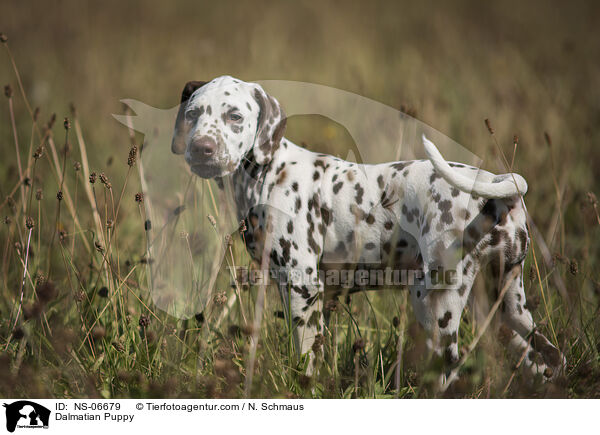 Dalmatiner Welpe / Dalmatian Puppy / NS-06679