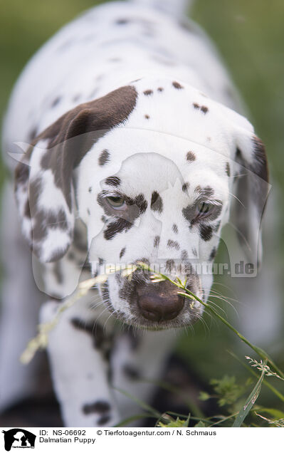Dalmatiner Welpe / Dalmatian Puppy / NS-06692
