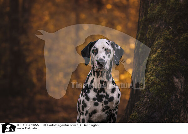 Dalmatiner Rde / male Dalmatian / SIB-02655