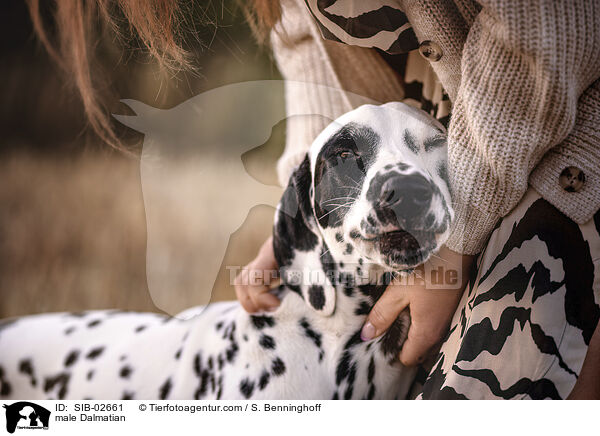Dalmatiner Rde / male Dalmatian / SIB-02661