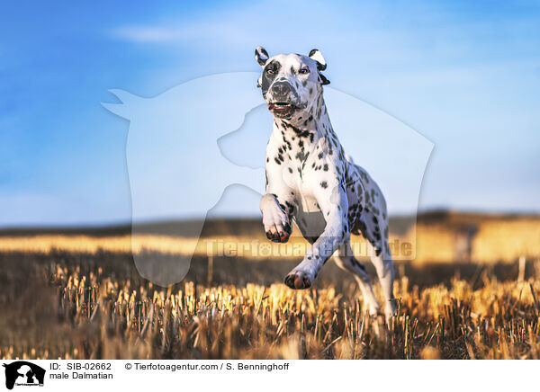 Dalmatiner Rde / male Dalmatian / SIB-02662