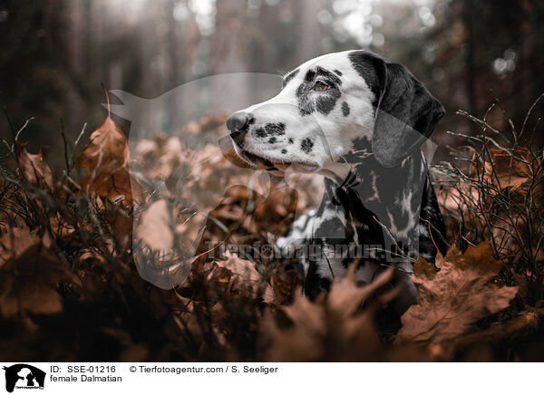 female Dalmatian / SSE-01216