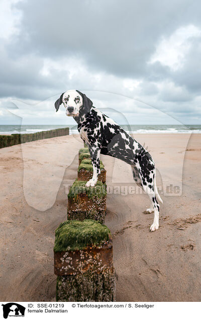 Dalmatiner Hndin / female Dalmatian / SSE-01219