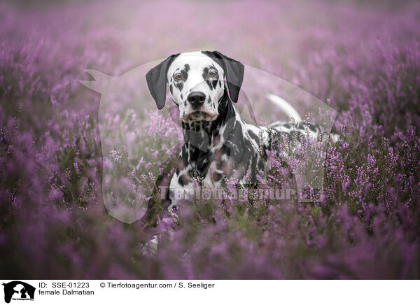 Dalmatiner Hndin / female Dalmatian / SSE-01223