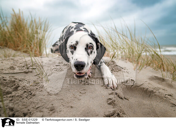 Dalmatiner Hndin / female Dalmatian / SSE-01229
