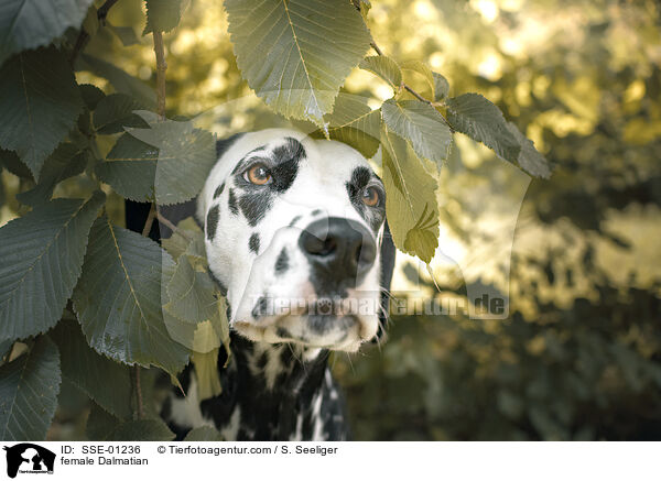 female Dalmatian / SSE-01236