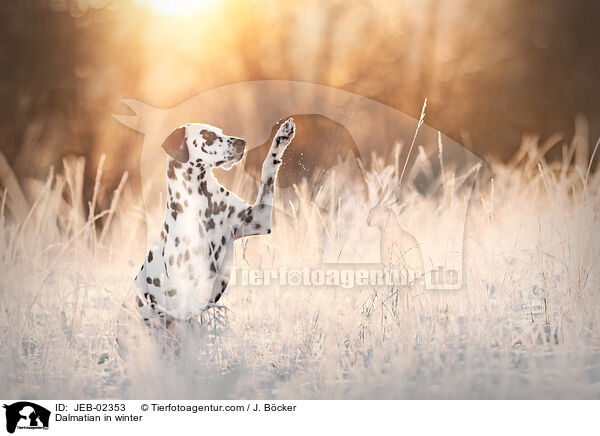Dalmatian in winter / JEB-02353