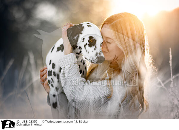 Dalmatiner im Winter / Dalmatian in winter / JEB-02355