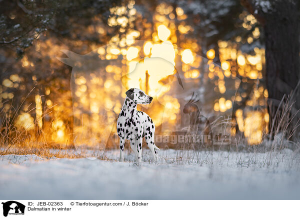 Dalmatian in winter / JEB-02363