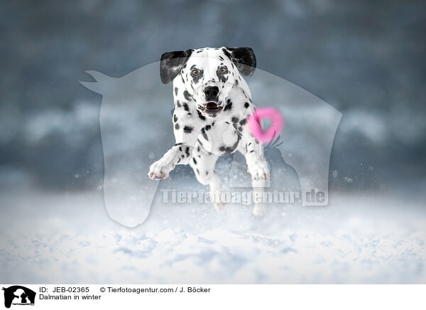 Dalmatiner im Winter / Dalmatian in winter / JEB-02365