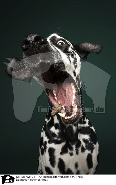 Dalmatian catches treat / MT-02101