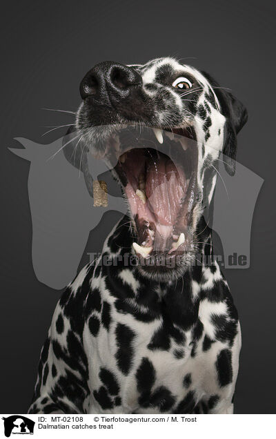 Dalmatian catches treat / MT-02108