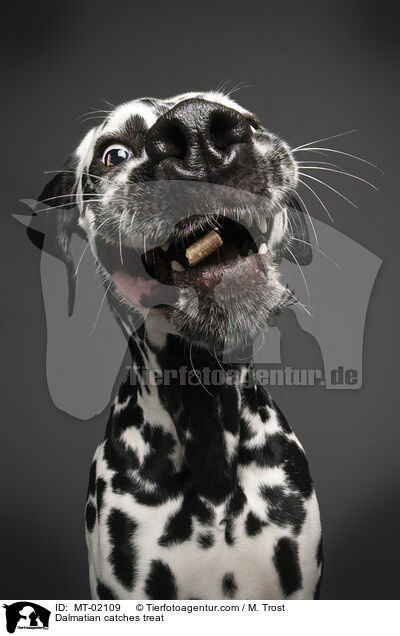 Dalmatian catches treat / MT-02109