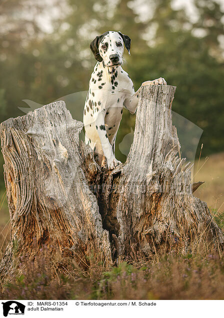 ausgewachsener Dalmatiner / adult Dalmatian / MARS-01354