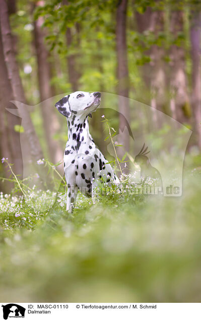 Dalmatiner / Dalmatian / MASC-01110