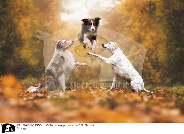 3 Hunde / 3 dogs / MASC-01355