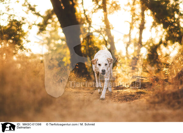 Dalmatian / MASC-01398