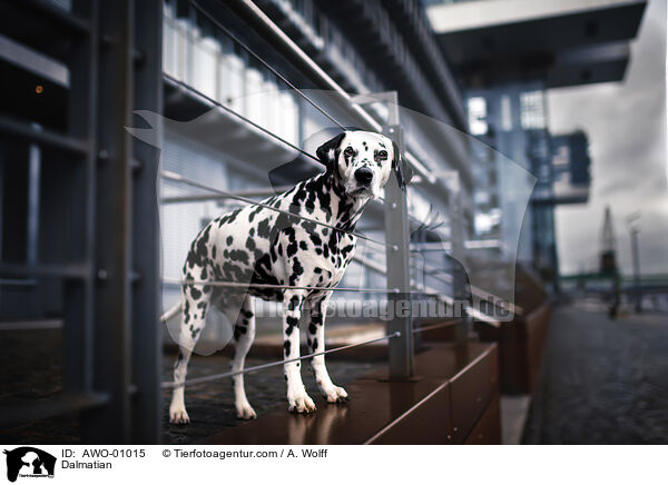 Dalmatian / AWO-01015