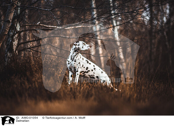 Dalmatian / AWO-01054