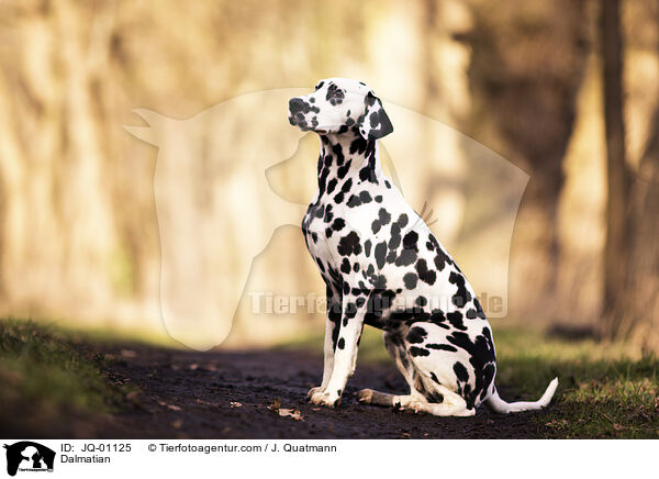 Dalmatiner / Dalmatian / JQ-01125