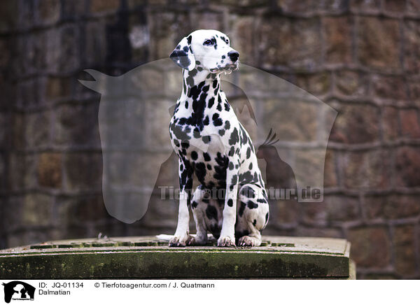 Dalmatiner / Dalmatian / JQ-01134