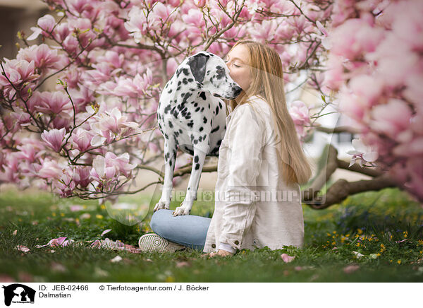 Dalmatiner / Dalmatian / JEB-02466